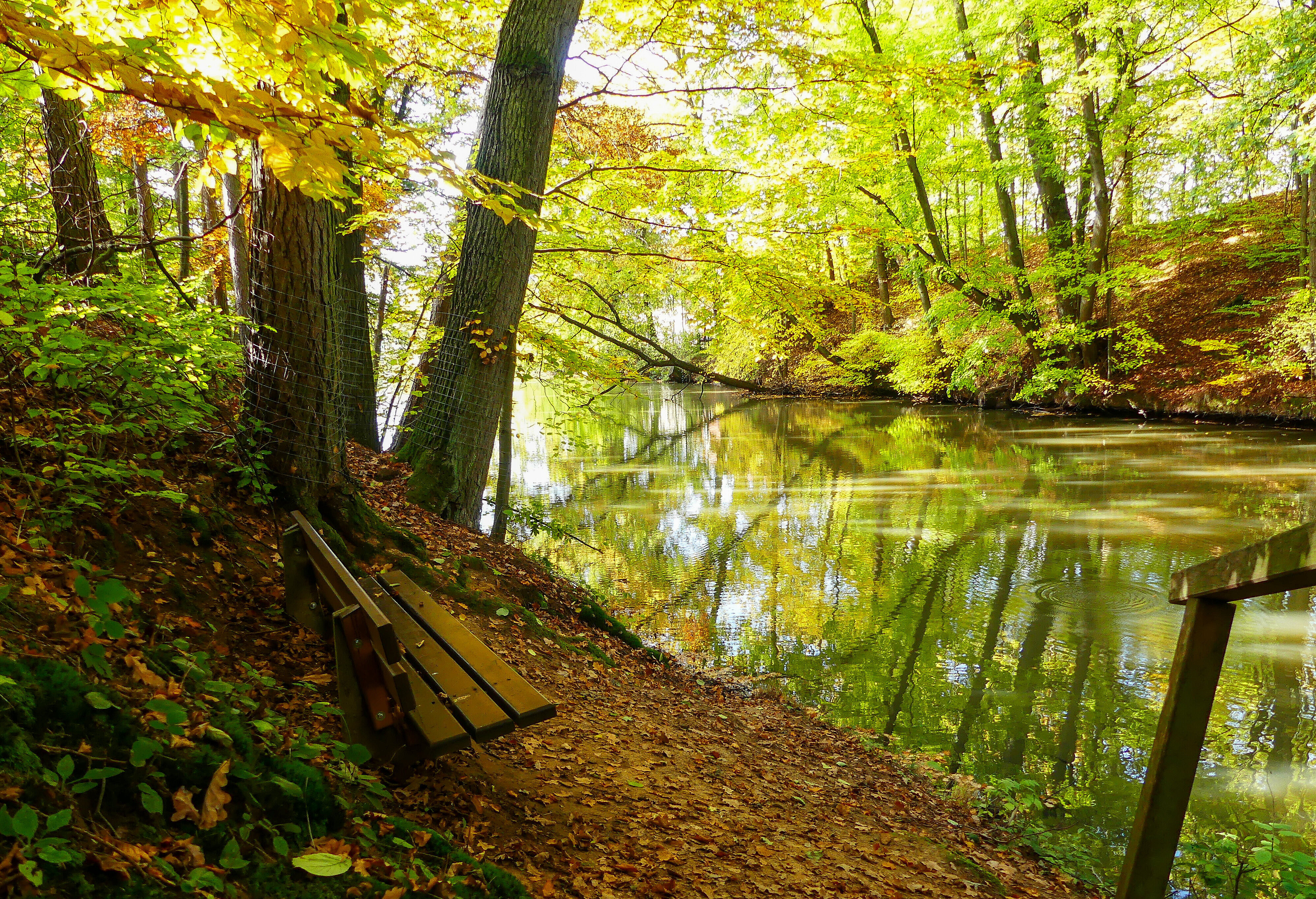 Altmühl fließt durch einen Laubwald, Sonnenlicht scheint durch das Blätterdach, eine Bank lädt zum Verweilen ein