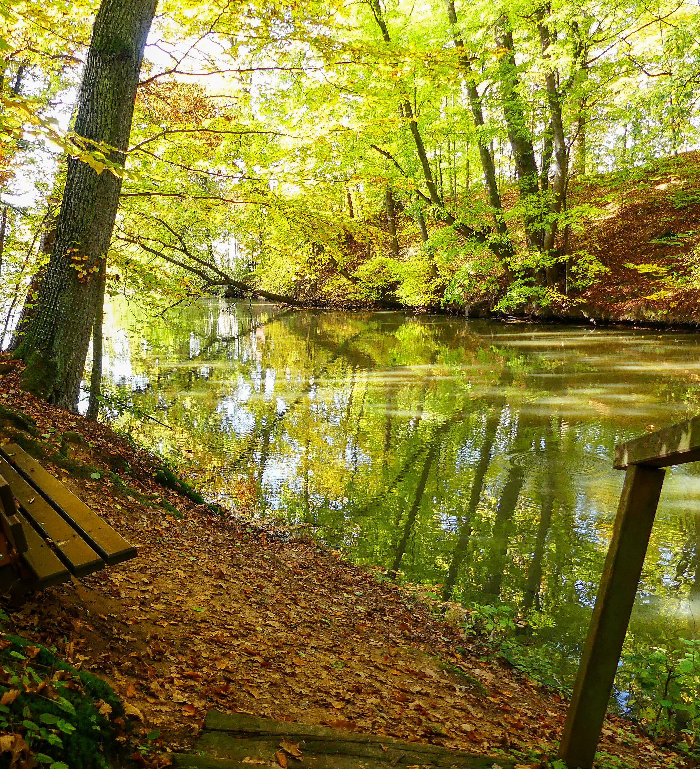 Altmühl fließt durch einen Laubwald, Sonnenlicht scheint durch das Blätterdach, eine Bank lädt zum Verweilen ein