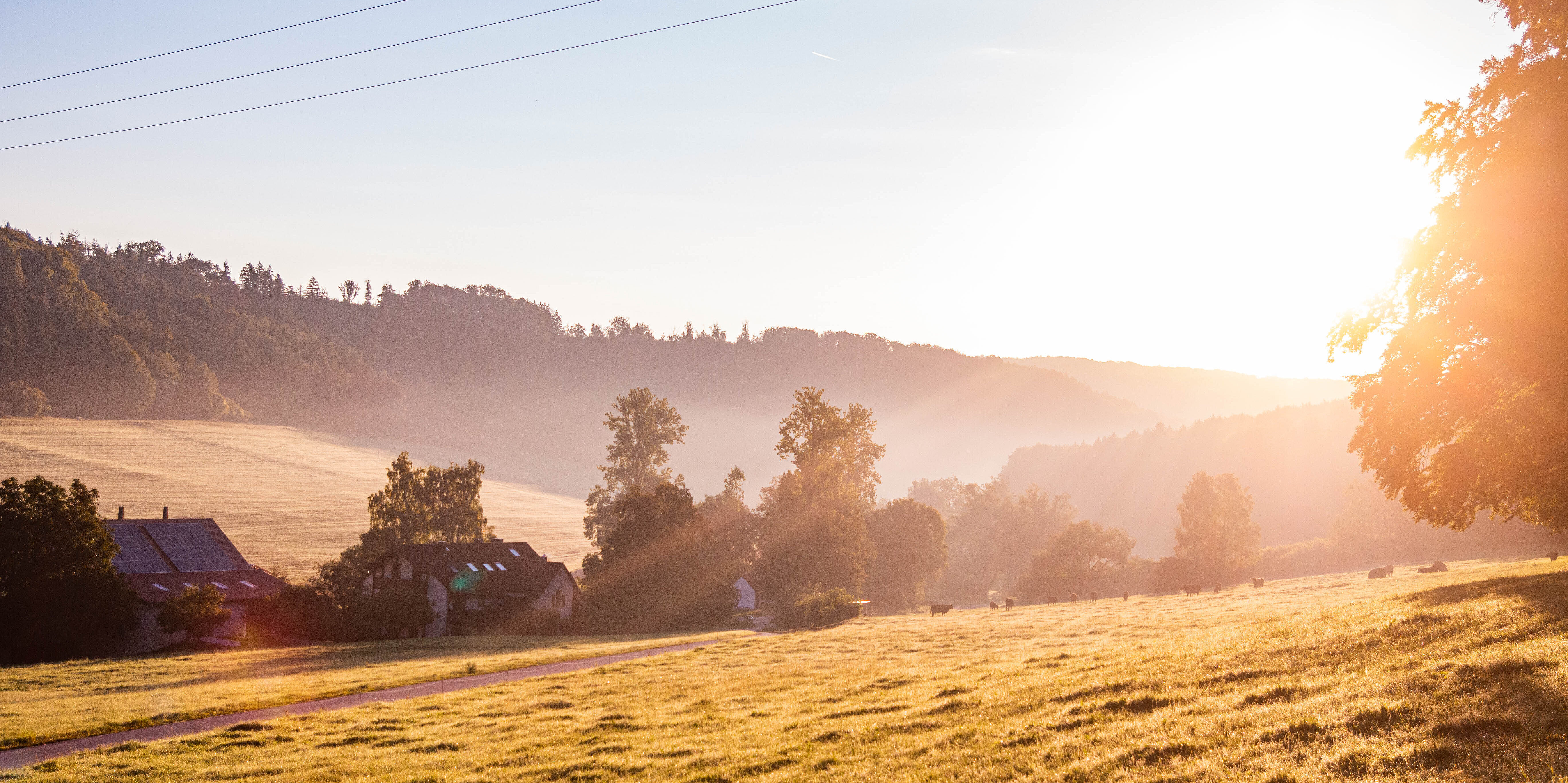 Hügeliges Gelände im Altmühltal mit Laubbäumen, weite Wiese, Sonnenaufgang bei Nebel, ein Schwarm Vögel zieht am Horizont vorbei
