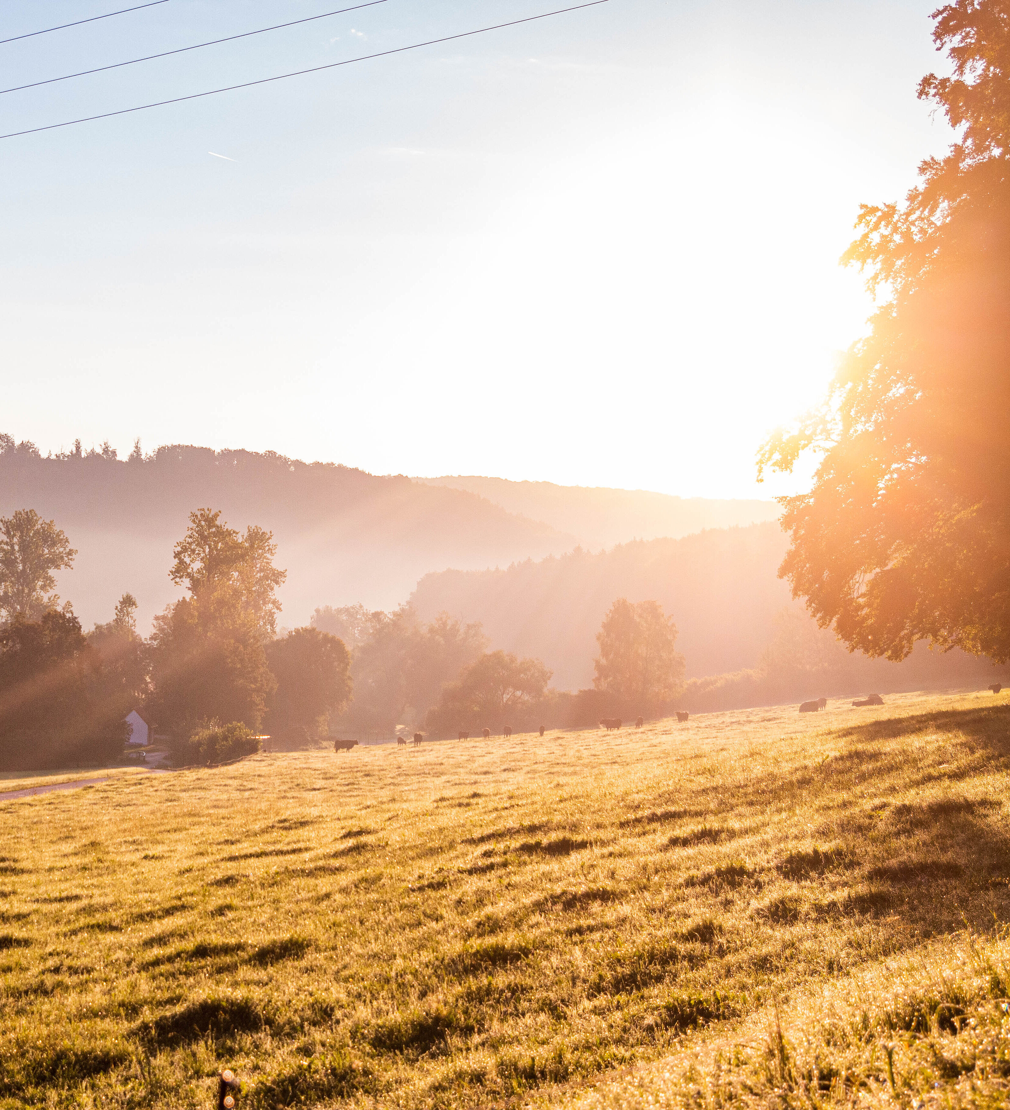Hügeliges Gelände im Altmühltal mit Laubbäumen, weite Wiese, Sonnenaufgang bei Nebel, ein Schwarm Vögel zieht am Horizont vorbei