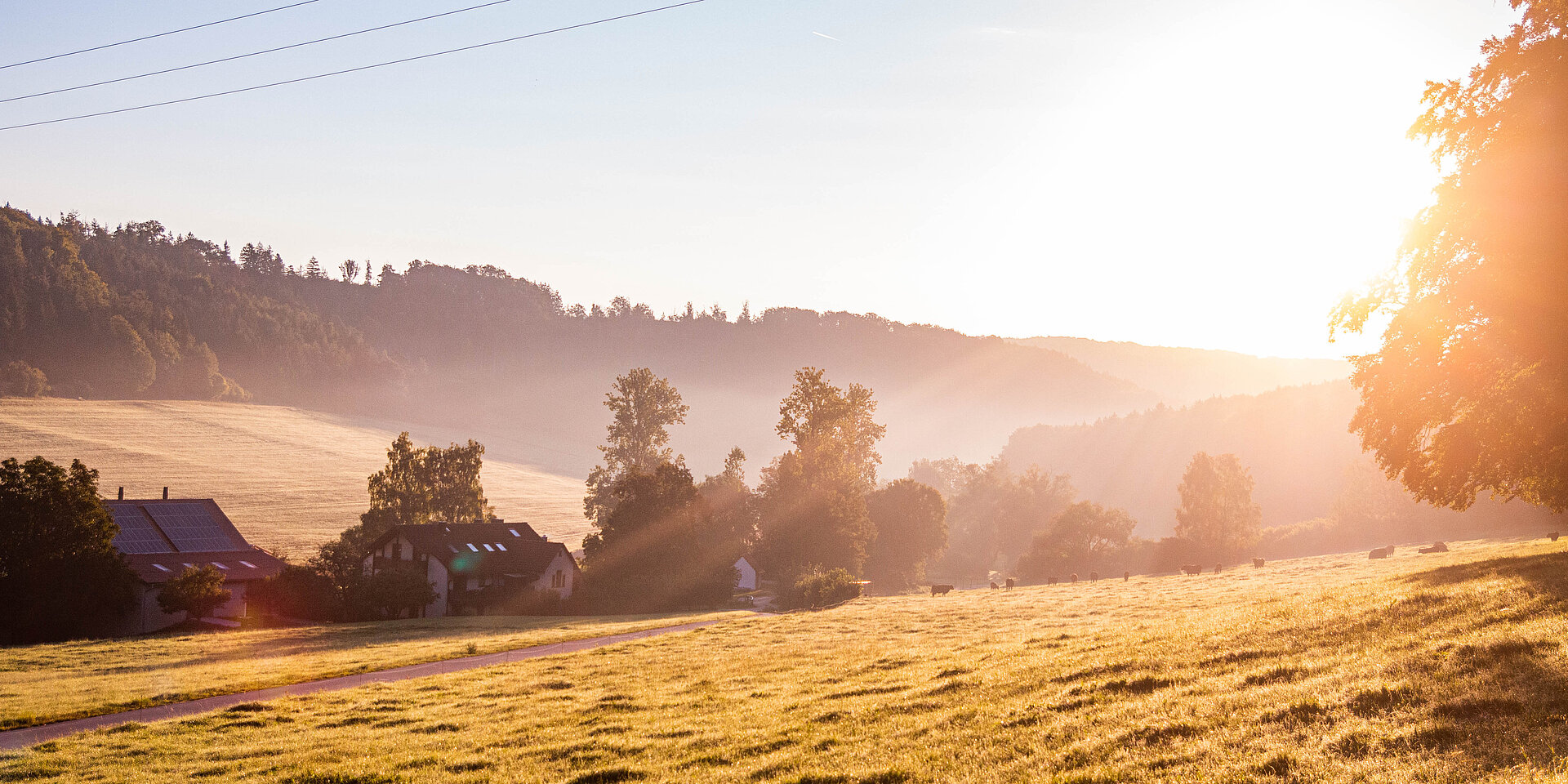 Hügeliges Gelände im Altmühltal mit Laubbäumen, weite Wiese, Sonnenaufgang bei Nebel, ein Schwarm Vögel zieht am Horizont vorbei