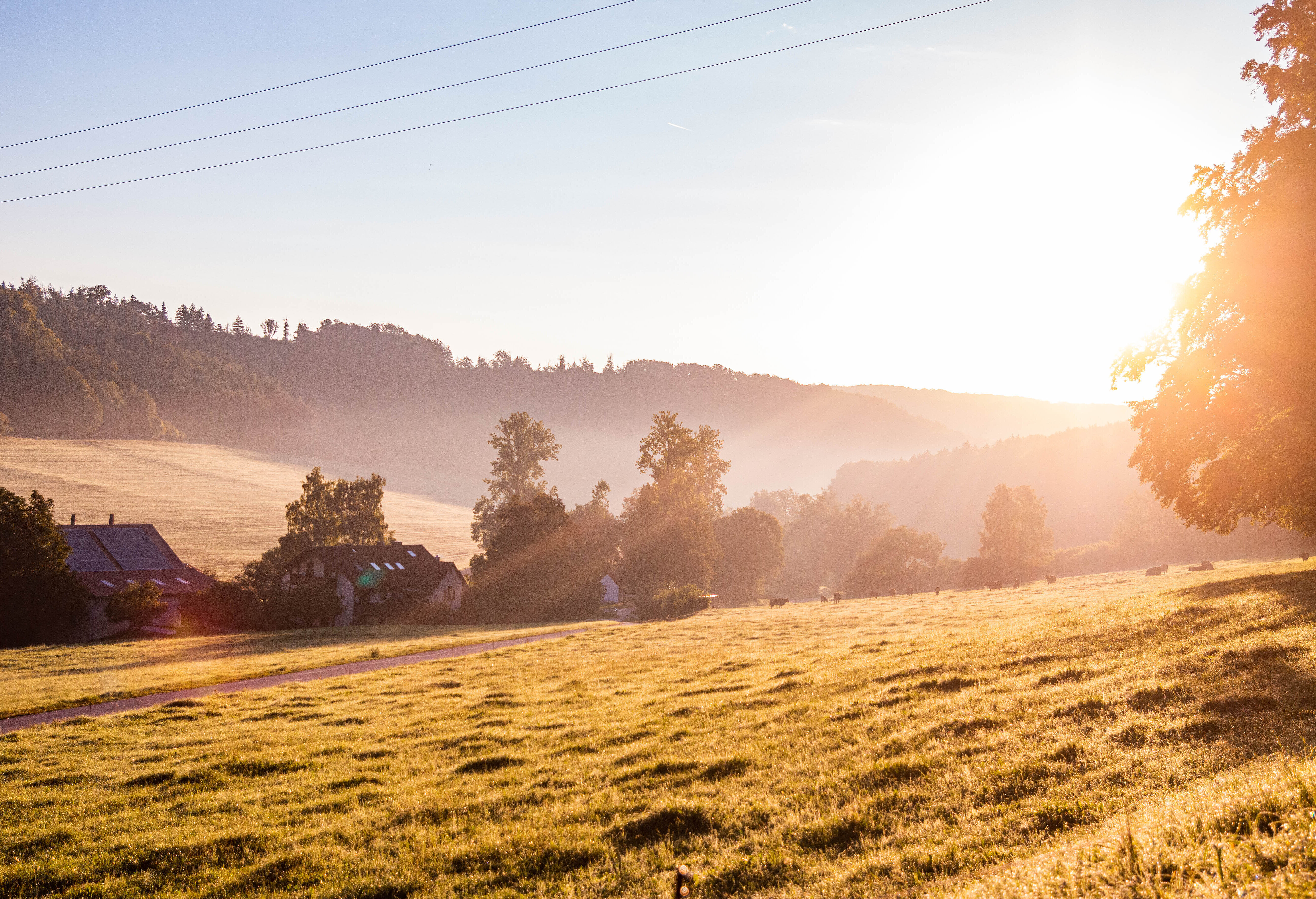 Hügeliges Gelände im Altmühltal mit Laubbäumen, weite Wiese, Sonnenaufgang bei Nebel, ein Schwarm Vögel zieht am Horizont vorbei